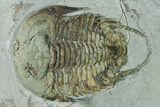 Three Lower Cambrian Trilobites (Neltneria) - Issafen, Morocco #170636-4